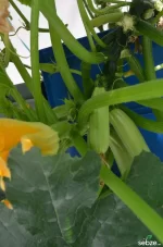 Terasta Topraksız Denemelerim