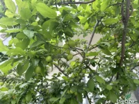 Erikler çiçek açtı ve sonunda meyve verdi :)